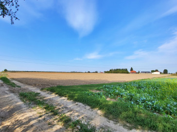 Działka Sprzedaż Dziuchów