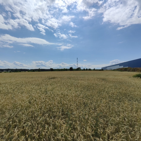Działka Sprzedaż Kruszów Trybunalska 1