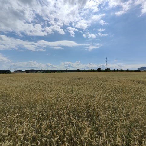 Działka Sprzedaż Kruszów Trybunalska 5