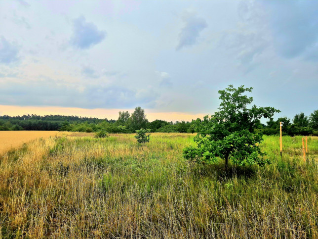 Działka Sprzedaż Gorzelin 1