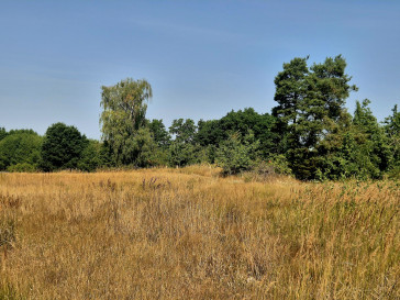 Działka Sprzedaż Ogrodnica