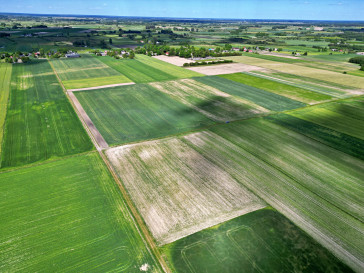 Działka Sprzedaż Świerszczów