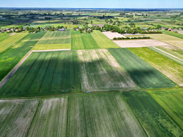 Działka Sprzedaż Świerszczów