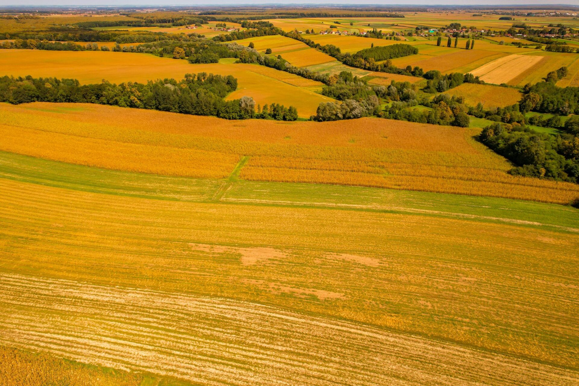 Beautiful aerial view of golden fields in Garešnica, Croatia during autumn.